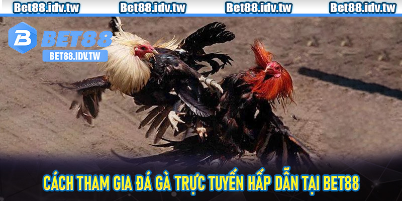Cách tham gia đá gà trực tuyến hấp dẫn tại Bet88