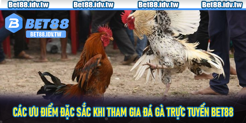 Các ưu điểm đặc sắc khi tham gia đá gà trực tuyến Bet88