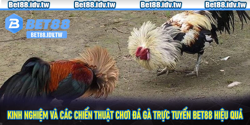 Kinh nghiệm và các chiến thuật chơi đá gà trực tuyến bet88 hiệu quả