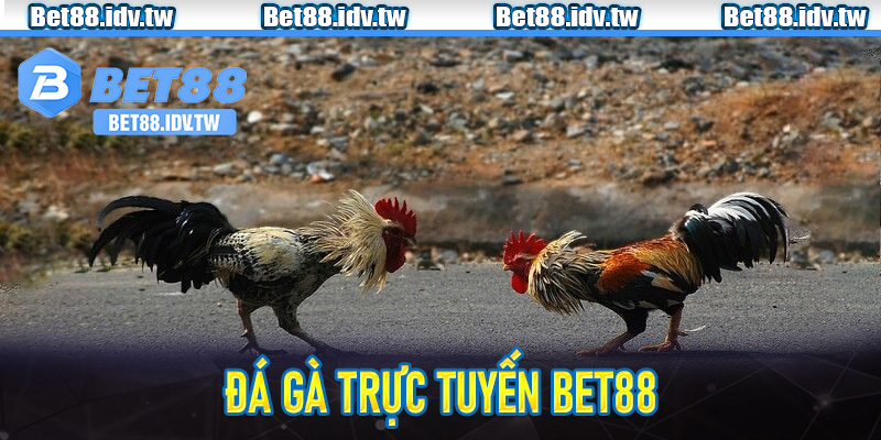 Đá Gà Trực Tuyến Bet88